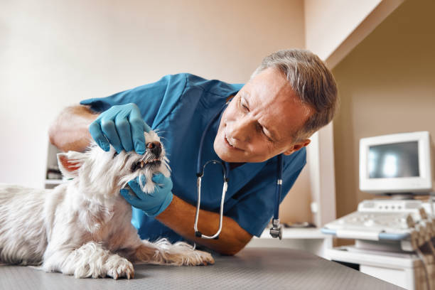 Best Emergency Dental Care for Abscessed Tooth in Clifton, IL